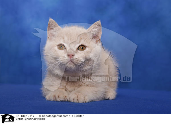 Britisch Kurzhaar Ktzchen / British Shorthair Kitten / RR-12117