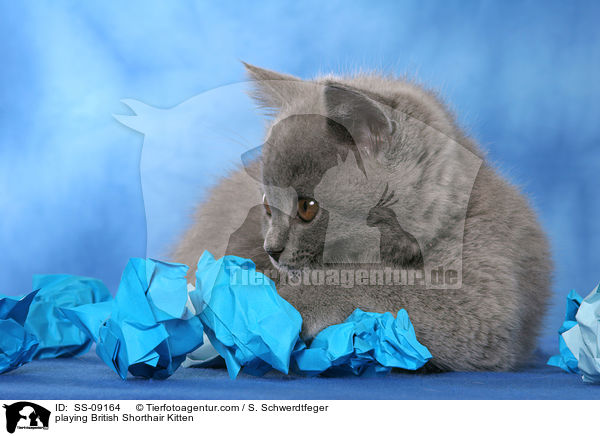 spielendes Britisch Kurzhaar Ktzchen / playing British Shorthair Kitten / SS-09164