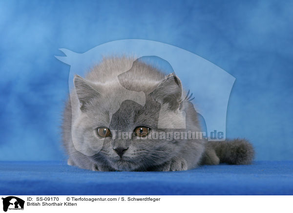 Britisch Kurzhaar Ktzchen / British Shorthair Kitten / SS-09170
