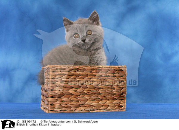 Britisch Kurzhaar Ktzchen in Krbchen / British Shorthair Kitten in basket / SS-09172