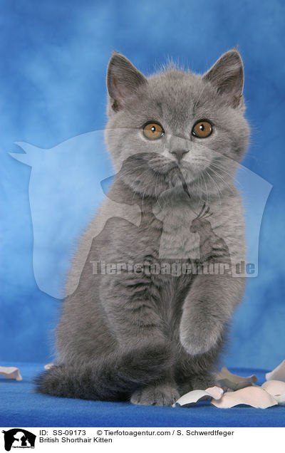 Britisch Kurzhaar Ktzchen / British Shorthair Kitten / SS-09173