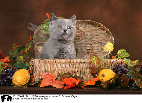 Britisch Kurzhaar Ktzchen in Krbchen / British Shorthair Kitten in basket / SS-09176