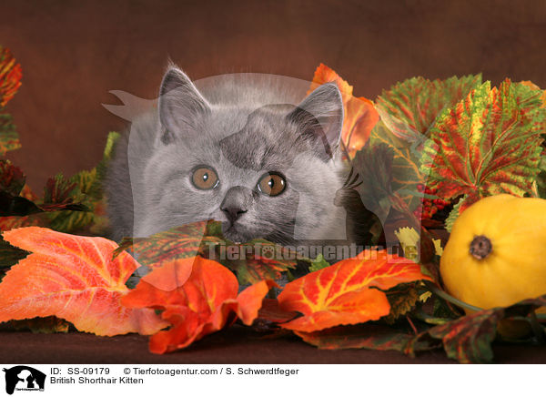 Britisch Kurzhaar Ktzchen / British Shorthair Kitten / SS-09179