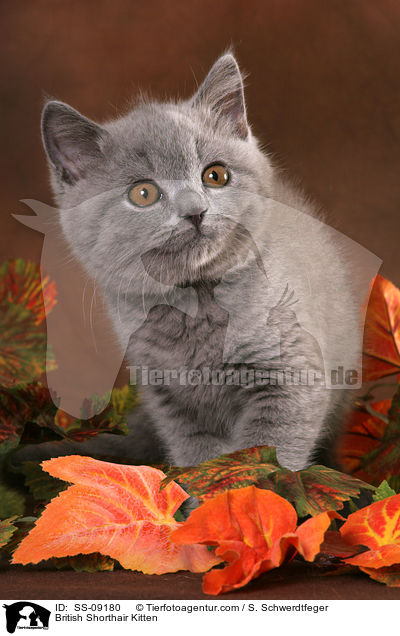 Britisch Kurzhaar Ktzchen / British Shorthair Kitten / SS-09180