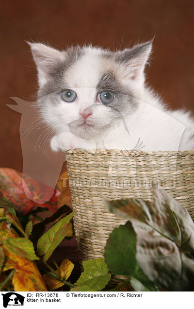 Britisch Kurzhaar im Krbchen / kitten in basket / RR-13678