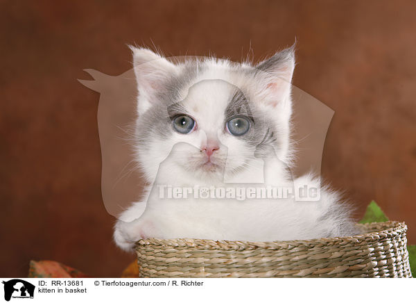 Britisch Kurzhaar im Krbchen / kitten in basket / RR-13681