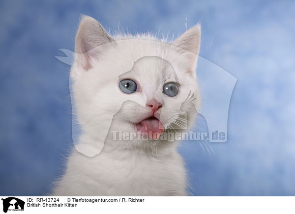 Britisch Kurzhaar Ktzchen / British Shorthair Kitten / RR-13724