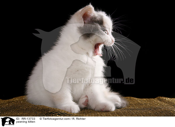 ghnendes Ktzchen / yawning kitten / RR-13733