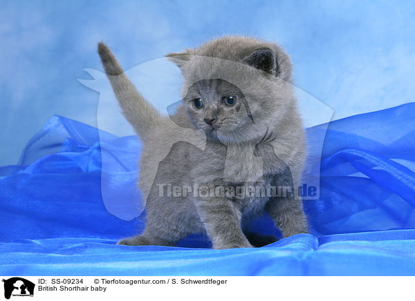 Britisch Kurzhaar Baby / British Shorthair baby / SS-09234