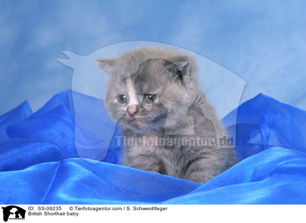 Britisch Kurzhaar Baby / British Shorthair baby / SS-09235