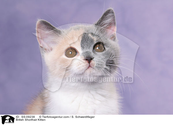 Britisch Kurzhaar Ktzchen / British Shorthair Kitten / SS-09238