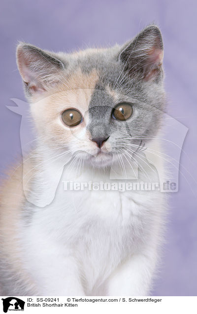 Britisch Kurzhaar Ktzchen / British Shorthair Kitten / SS-09241