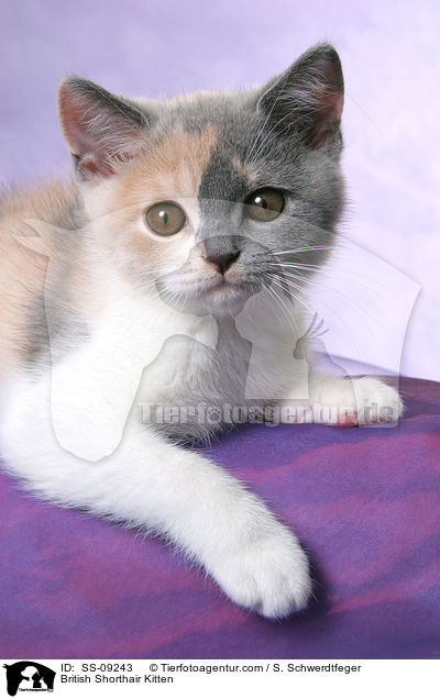 Britisch Kurzhaar Ktzchen / British Shorthair Kitten / SS-09243