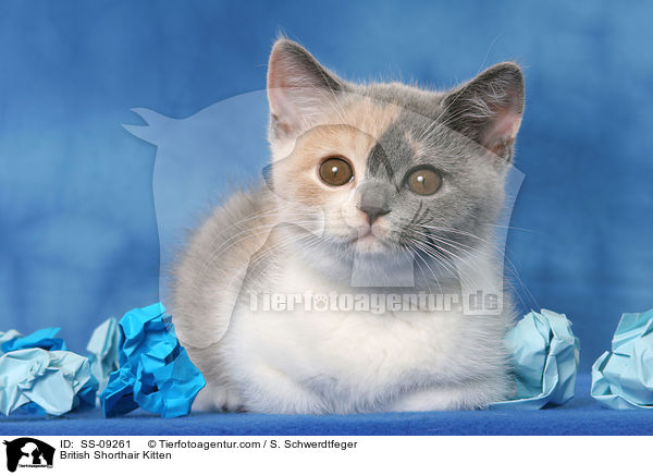 Britisch Kurzhaar Ktzchen / British Shorthair Kitten / SS-09261