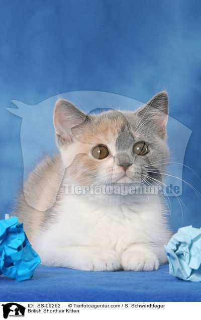 Britisch Kurzhaar Ktzchen / British Shorthair Kitten / SS-09262