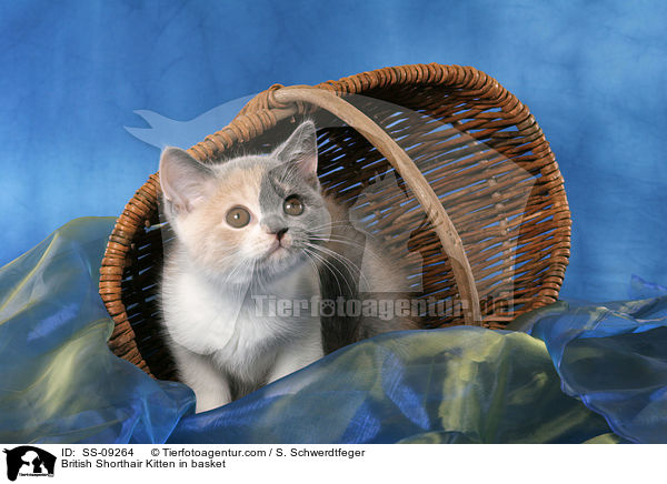 Britisch Kurzhaar Ktzchen in Krbchen / British Shorthair Kitten in basket / SS-09264