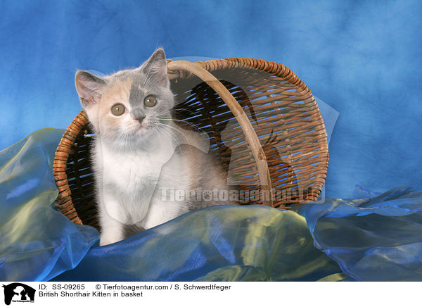 Britisch Kurzhaar Ktzchen in Krbchen / British Shorthair Kitten in basket / SS-09265