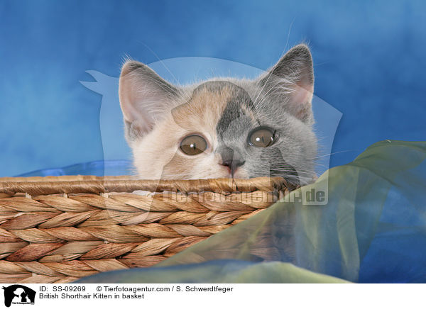 Britisch Kurzhaar Ktzchen in Krbchen / British Shorthair Kitten in basket / SS-09269