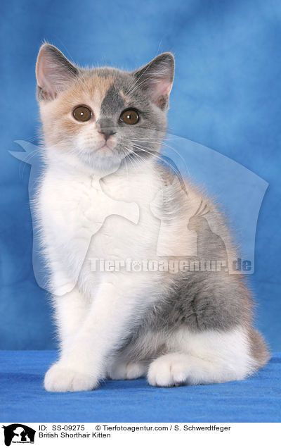 Britisch Kurzhaar Ktzchen / British Shorthair Kitten / SS-09275