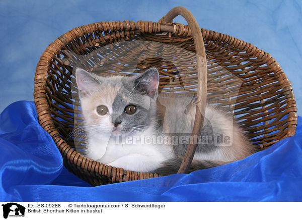 Britisch Kurzhaar Ktzchen in Krbchen / British Shorthair Kitten in basket / SS-09288