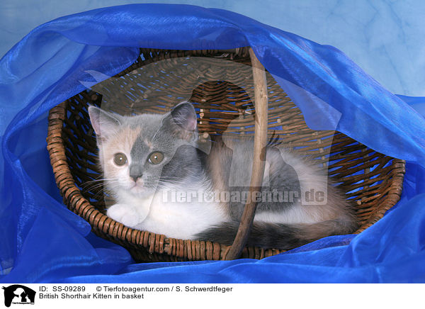 Britisch Kurzhaar Ktzchen in Krbchen / British Shorthair Kitten in basket / SS-09289