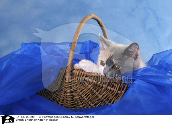 Britisch Kurzhaar Ktzchen in Krbchen / British Shorthair Kitten in basket / SS-09290