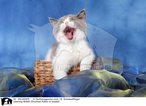 ghnendes Britisch Kurzhaar Ktzchen in Krbchen / yawning British Shorthair Kitten in basket / SS-09305