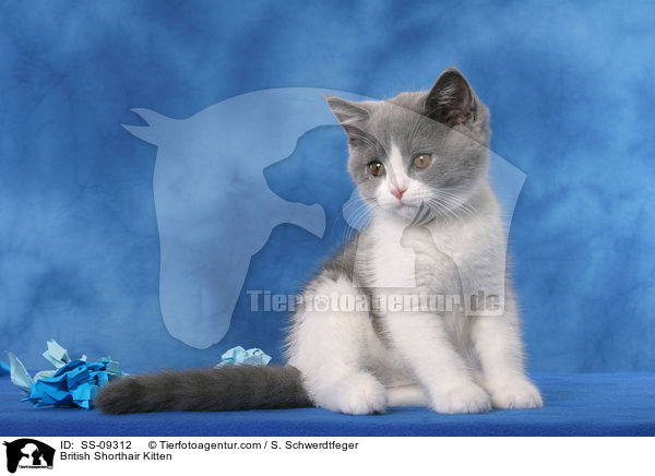 Britisch Kurzhaar Ktzchen / British Shorthair Kitten / SS-09312