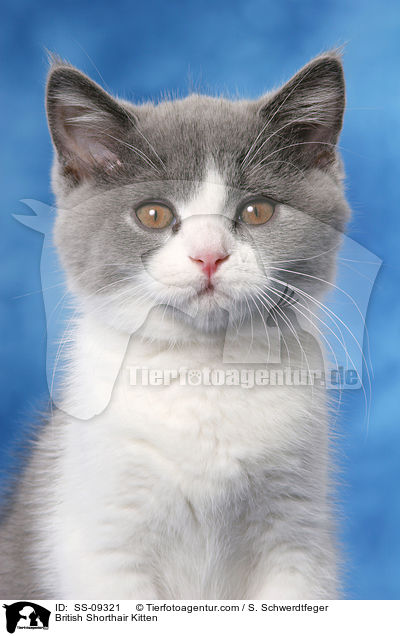 Britisch Kurzhaar Ktzchen / British Shorthair Kitten / SS-09321