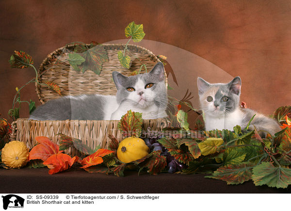 Britisch Kurzhaar Katze und Ktzchen / British Shorthair cat and kitten / SS-09339