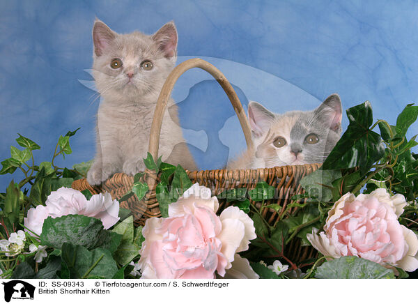 Britisch Kurzhaar Ktzchen / British Shorthair Kitten / SS-09343