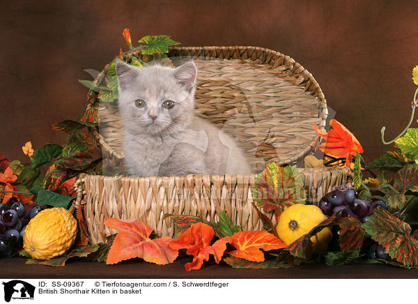 Britisch Kurzhaar Ktzchen in Krbchen / British Shorthair Kitten in basket / SS-09367