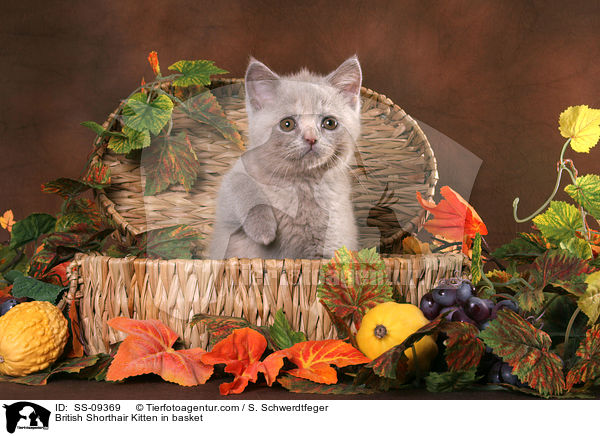 Britisch Kurzhaar Ktzchen in Krbchen / British Shorthair Kitten in basket / SS-09369