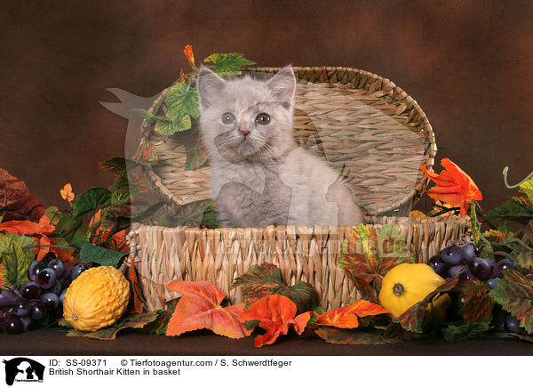 Britisch Kurzhaar Ktzchen in Krbchen / British Shorthair Kitten in basket / SS-09371