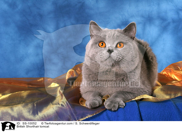 Britisch Kurzhaar Kater / British Shorthair tomcat / SS-10052