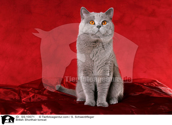 Britisch Kurzhaar Kater / British Shorthair tomcat / SS-10071