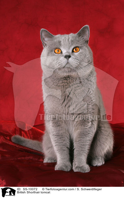 Britisch Kurzhaar Kater / British Shorthair tomcat / SS-10072