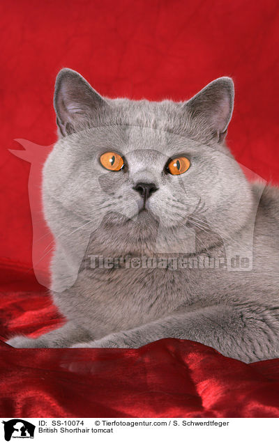 Britisch Kurzhaar Kater / British Shorthair tomcat / SS-10074