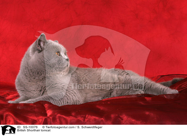 Britisch Kurzhaar Kater / British Shorthair tomcat / SS-10076