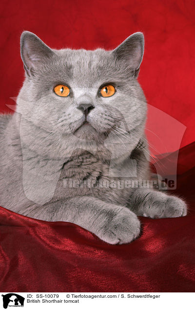 Britisch Kurzhaar Kater / British Shorthair tomcat / SS-10079