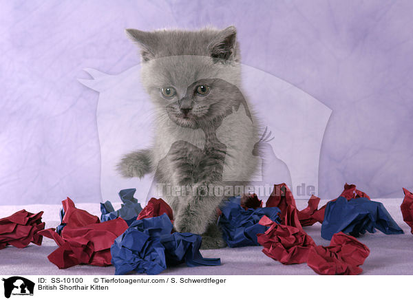 Britisch Kurzhaar Ktzchen / British Shorthair Kitten / SS-10100