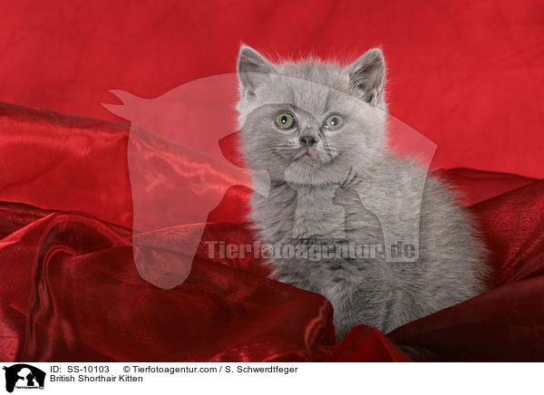 Britisch Kurzhaar Ktzchen / British Shorthair Kitten / SS-10103