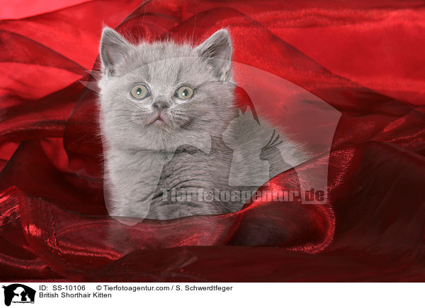 Britisch Kurzhaar Ktzchen / British Shorthair Kitten / SS-10106