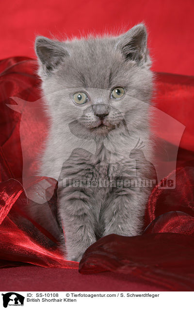 Britisch Kurzhaar Ktzchen / British Shorthair Kitten / SS-10108