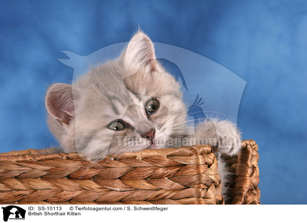 Britisch Kurzhaar Ktzchen / British Shorthair Kitten / SS-10113