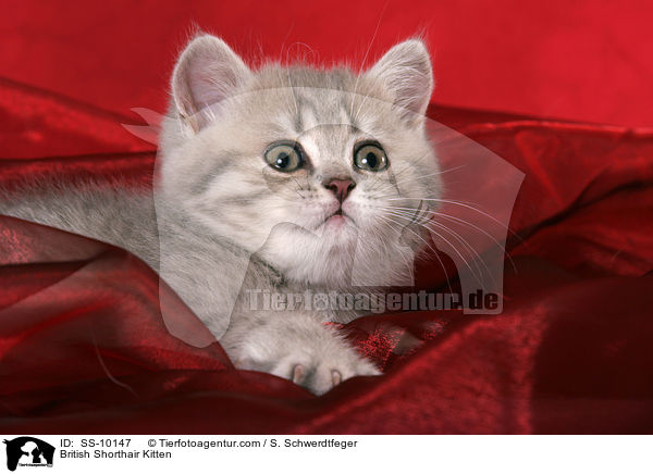 Britisch Kurzhaar Ktzchen / British Shorthair Kitten / SS-10147