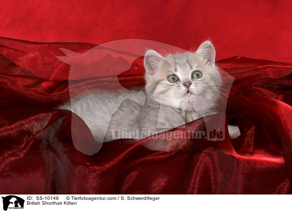 Britisch Kurzhaar Ktzchen / British Shorthair Kitten / SS-10148