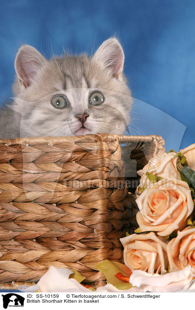 Britisch Kurzhaar Ktzchen in Krbchen / British Shorthair Kitten in basket / SS-10159