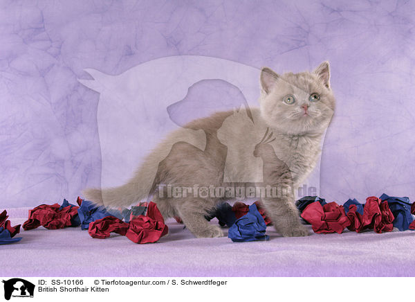 Britisch Kurzhaar Ktzchen / British Shorthair Kitten / SS-10166