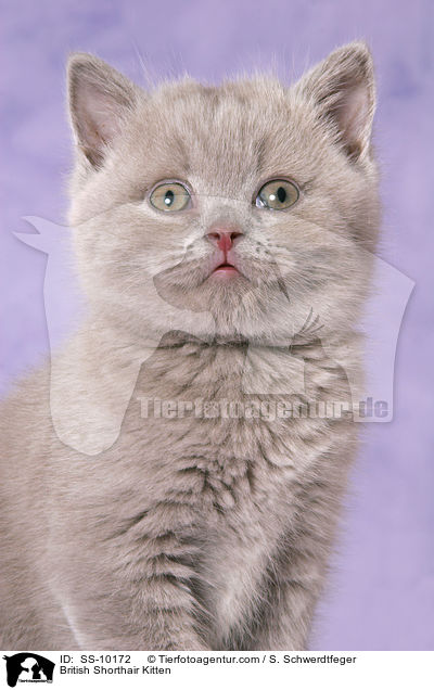 Britisch Kurzhaar Ktzchen / British Shorthair Kitten / SS-10172